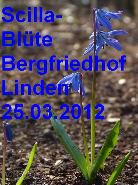 
2012/20120325 Bergfriedhof Linden Scilla/index.html